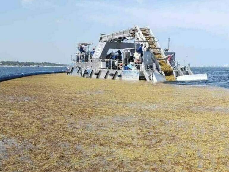 sargasse-barrage-algue